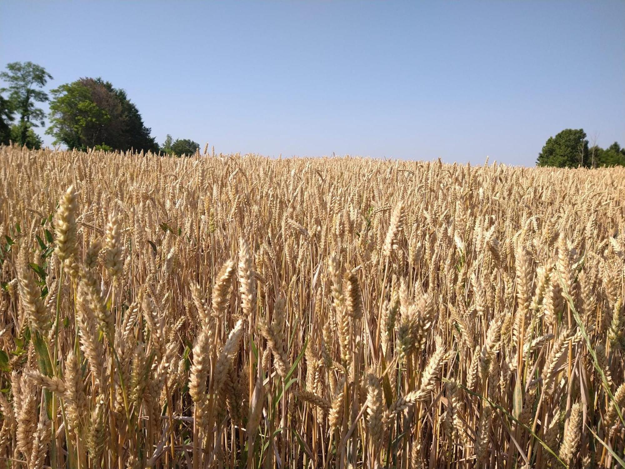 Agriturismo Verdecielo Padova Bagian luar foto